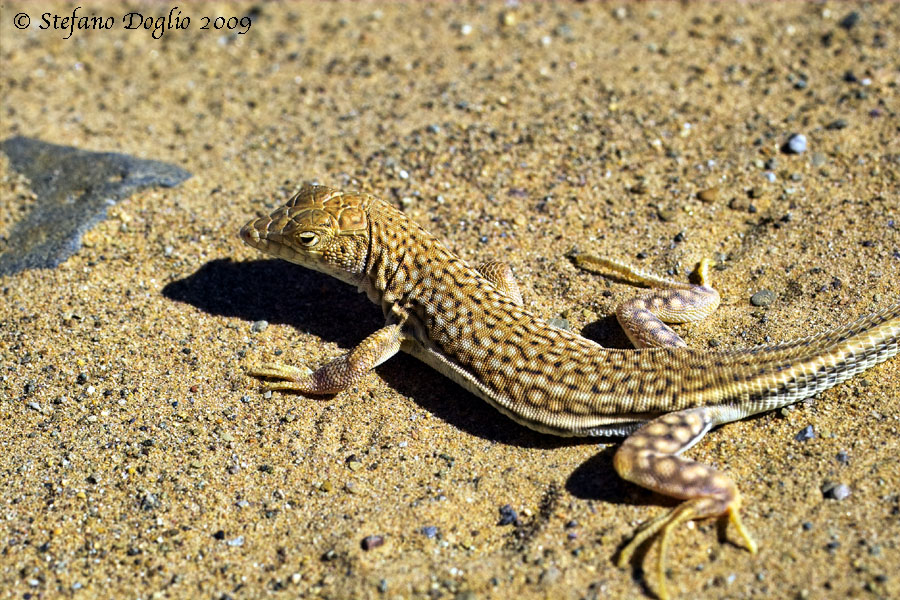 Acanthodactylus dumerili